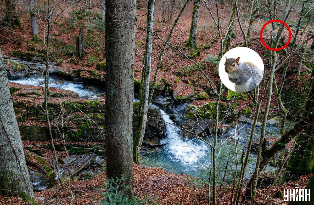 کلاژ Moje, عکس Moje, Nemes Janos