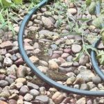 تست هوش جالب: سعی کنید قورباغه پنهان را فقط در