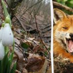 توهم نوری نشان می دهد که چه ضریب هوشی دارید: