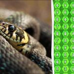 98 درصد از مردم نمی توانند کلمه “افعی” را در