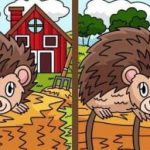 تست سوپر هوش: 3 تفاوت در تصاویر جوجه تیغی را