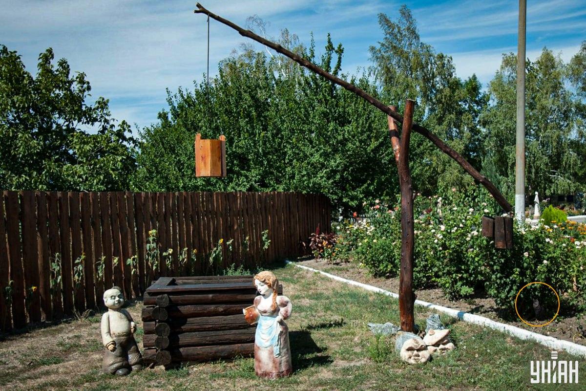 گربه در تخت گل / کولاژ Moje بود