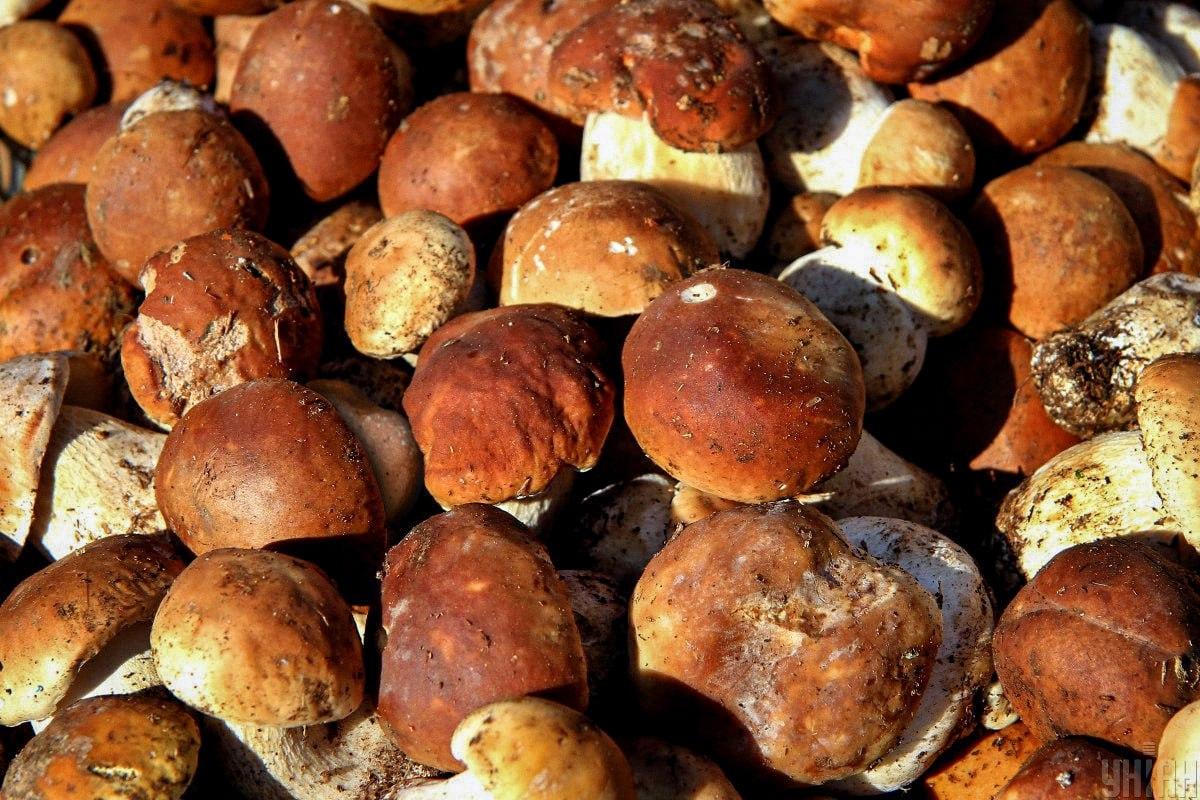 سنگ را در میان قارچ ها به موقع پیدا کنید / کولاژ Moje