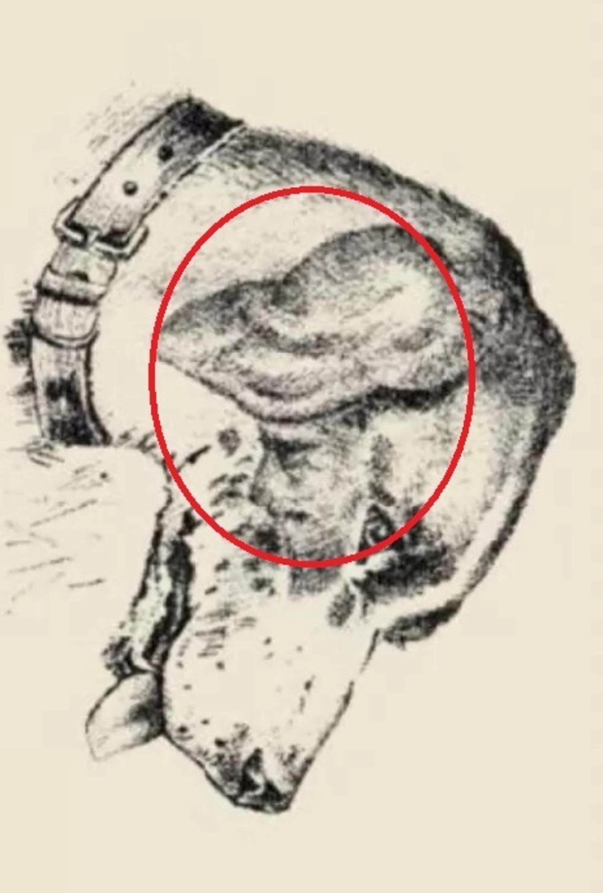 صورت انسان روی گوش سگ بود / نقاشی safalta.com