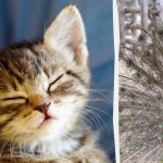 همه طاووس می بینند و فقط افرادی با ضریب هوشی